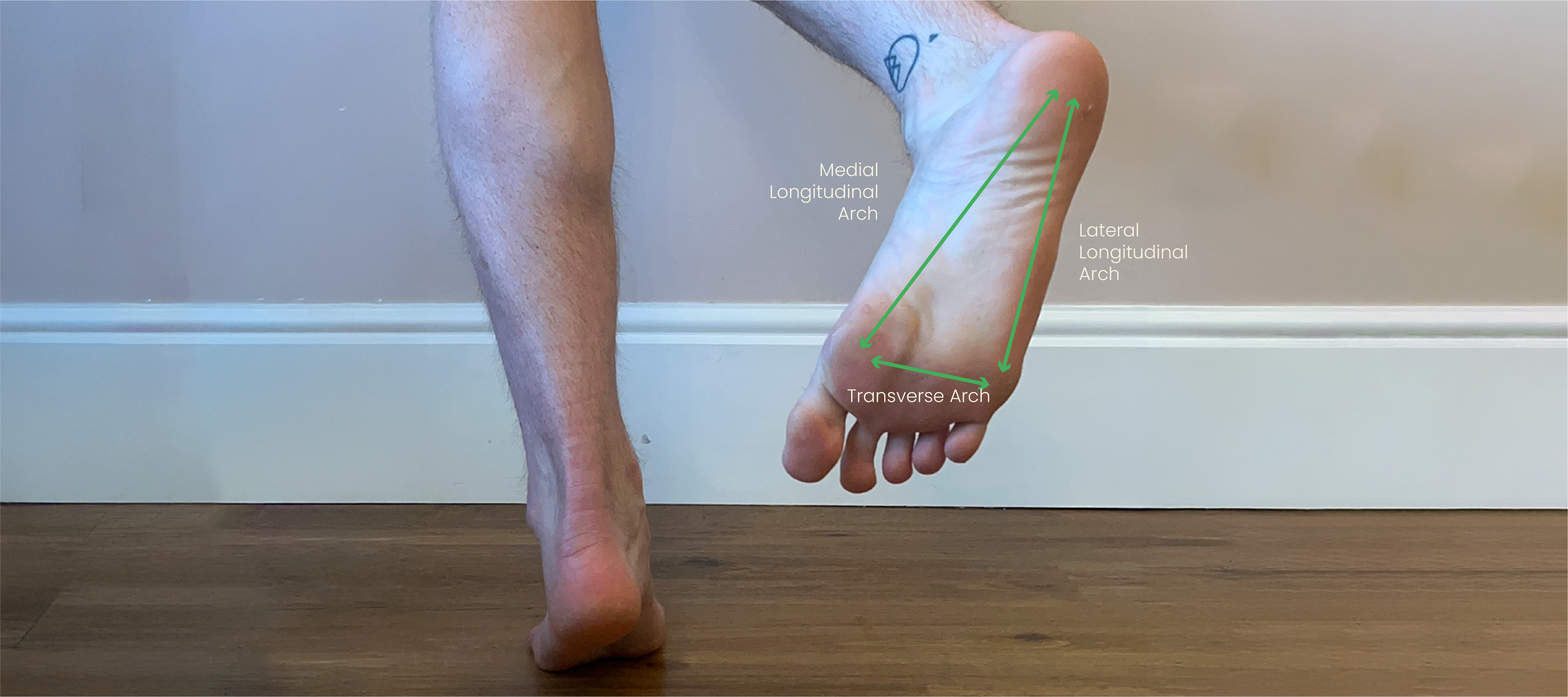 The Three Arches Of The Foot
