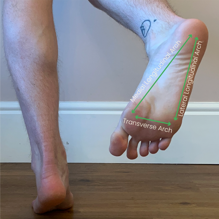 The three arches of the foot